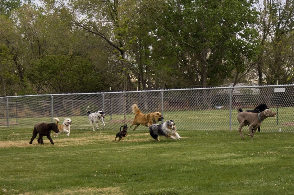 Enjoy a Day with Your Furry Friend at These Roanoke Dog Parks