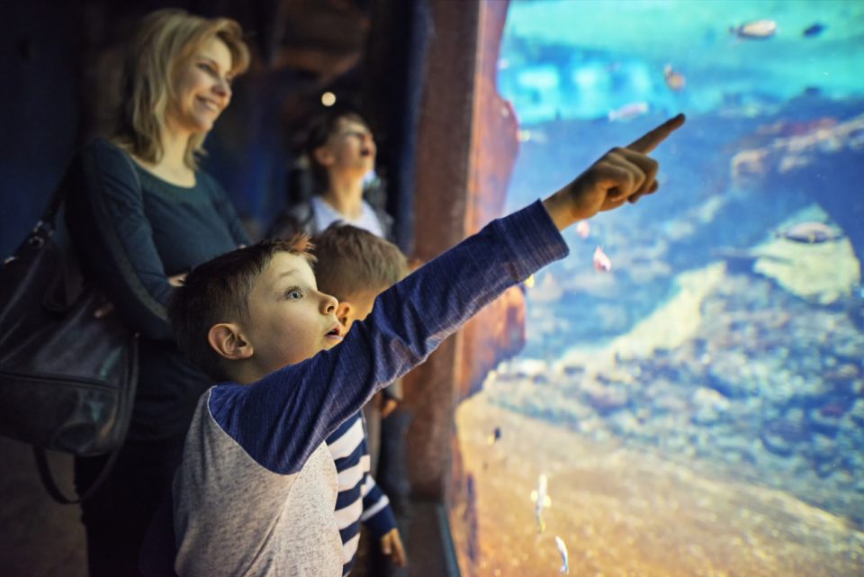 Center In The Square Aquariums