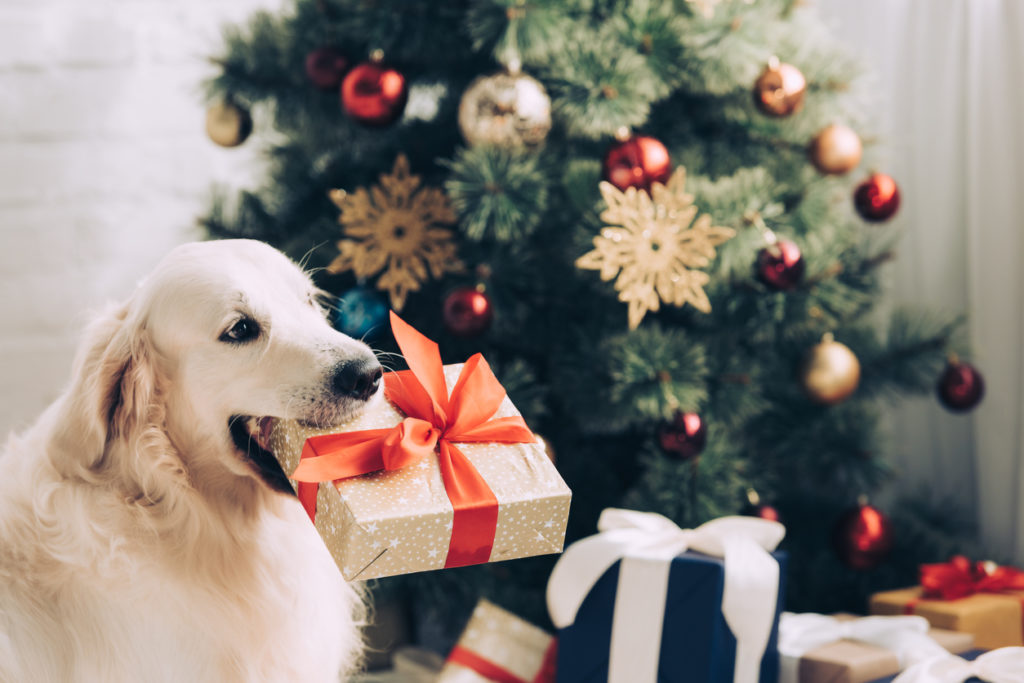 golden retriever sitting with gift box in mouth near christmas tree at home