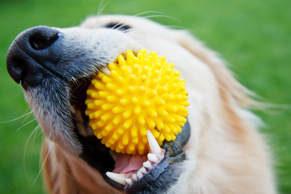 Golden retriever with yellow ball