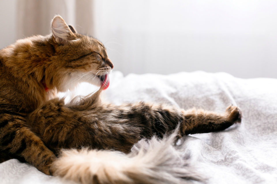 Maine coon cat grooming and lying on white bed