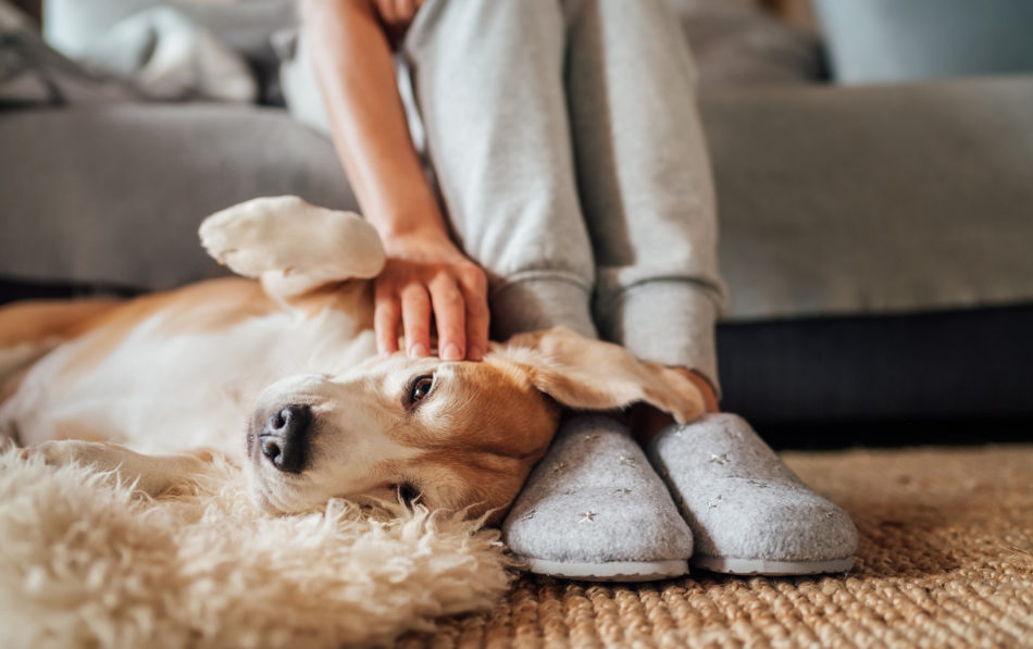 Dog laying on the floor next to owner