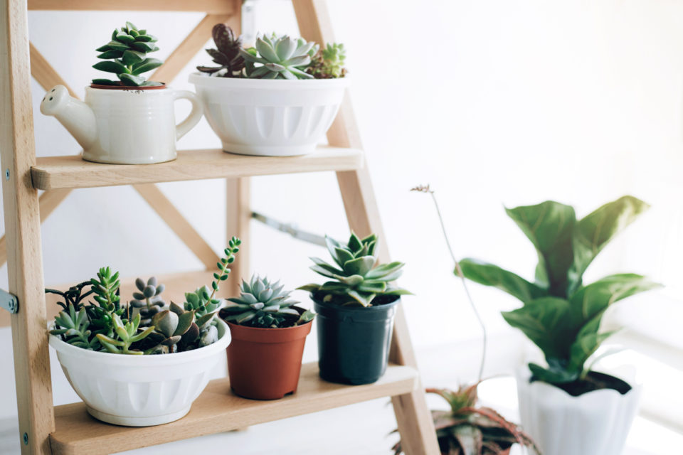 Wooden folding ladder used as shelves for plants in natural dining room interior with white walls.