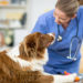 Get 24/7 Care For Your Furry Friend At Emergency Veterinary Services Of Roanoke