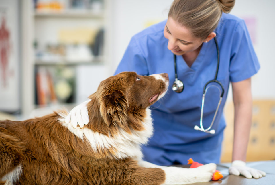 Female veterinarian with a pup at the office