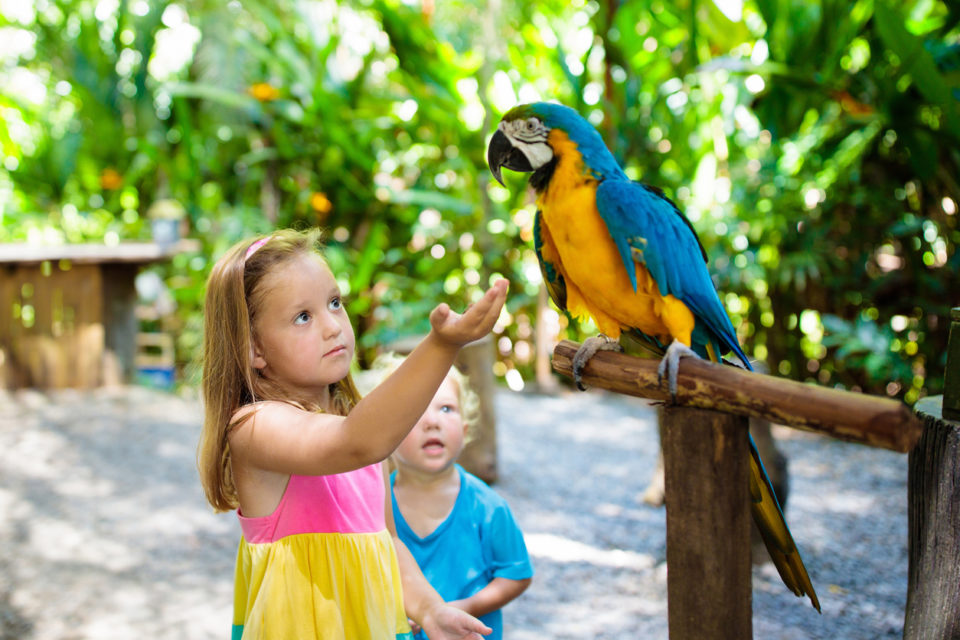 Kid feeding macaw parrot in tropical zoo