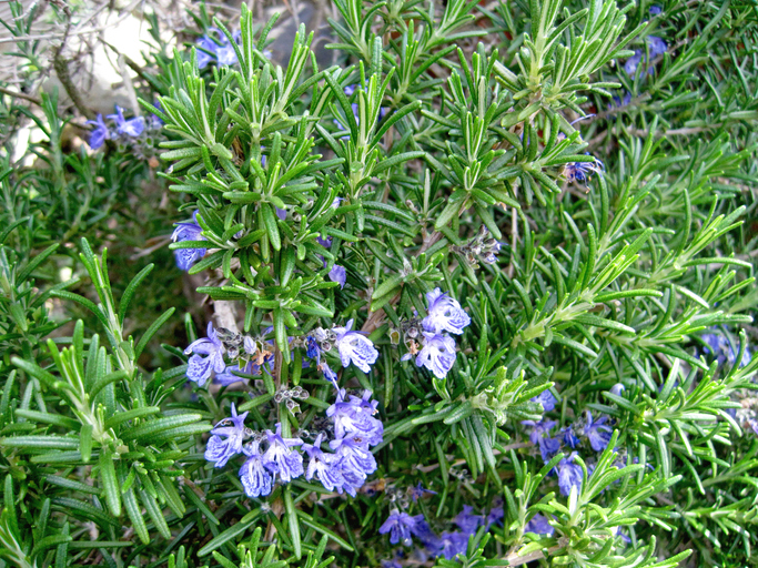 Blue flower rosemary. repel mosquitoes
