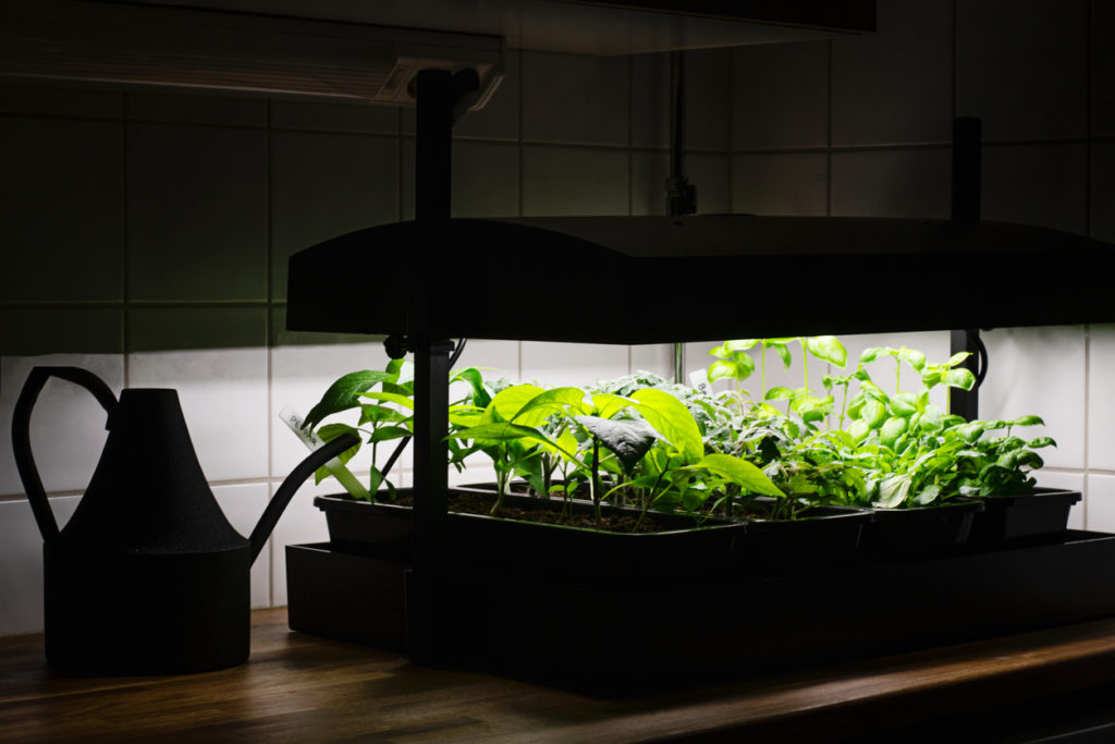 Watering can and indoor herb and vegetable garden. Organic basil herb, green lettuce, young tomato and pepper plants growing under led lights indoors.