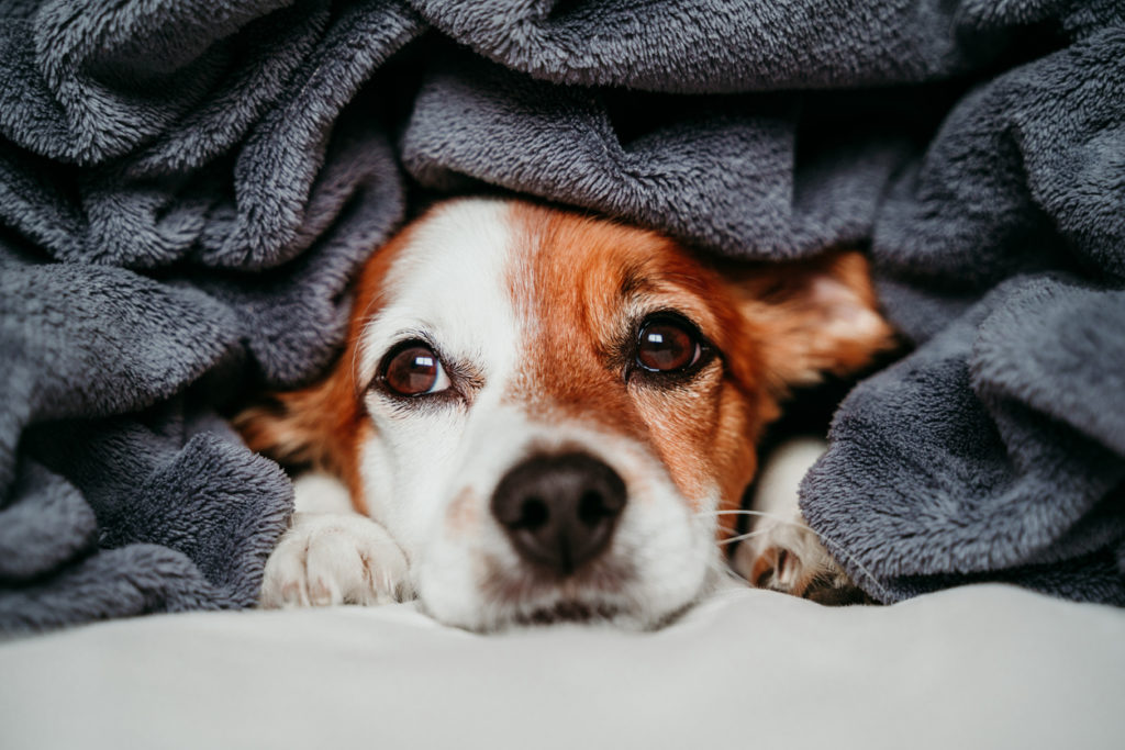 cute small jack russell dog sitting on bed, covered with a grey blanket. Resting at home. Pets indoors