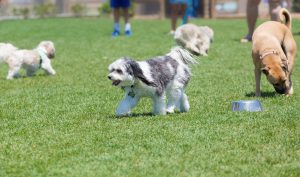 Dog Park