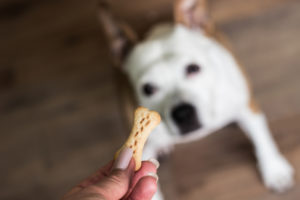 Dog receiving a treat