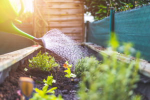 Watering fresh vegetables and herbs on fruitful soil in the own garden, raised bed.